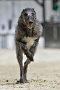 赛犬 ​​​​
