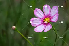 宇宙 花 假生活 花壁纸 蝴蝶翅膀 假星 美丽的花朵 盛开 自然