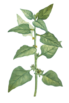 asdffk201k采集到植物