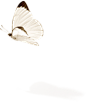 location-butterfly.png (165×195)