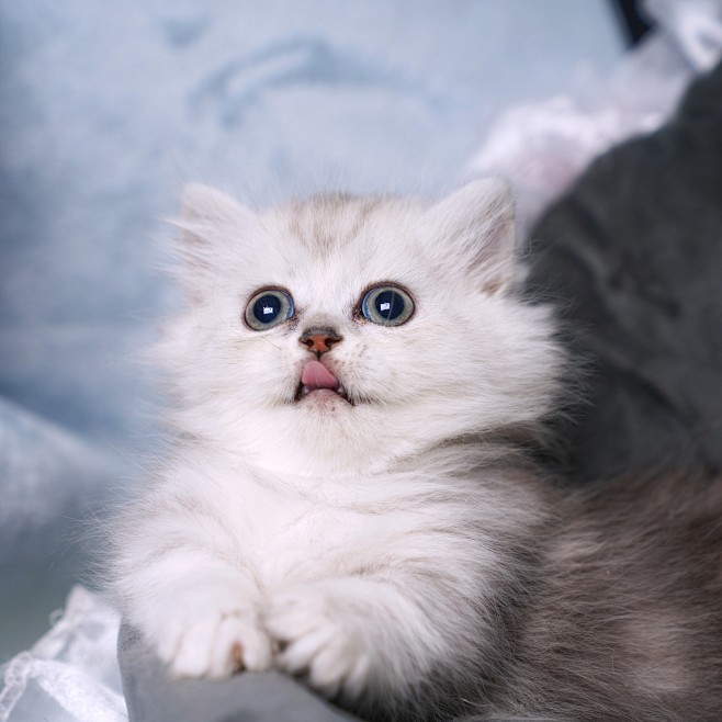 长毛银渐层小奶猫幼猫超清头像原创拍摄高地渐层猫姑苏夜猫