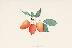 【果】/#每日一水彩##水彩插画# @本意绘片馆 @插画视觉 @水彩教室 @水彩教程 @手绘插画 ​​​​