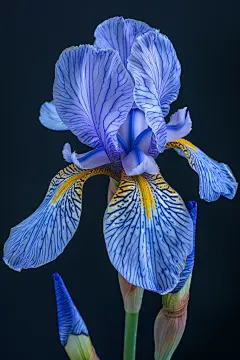 鸢尾兰花朵图片摄影图