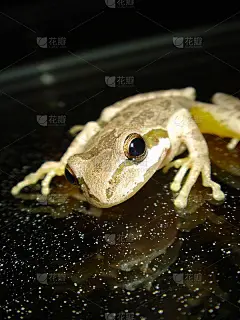肮脏的窗户上的懒青蛙