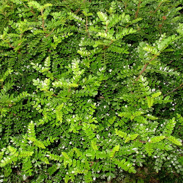 胡椒木_草花植物_植物_+卡_图加加