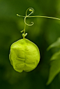 Love-in-a-puff (Cardiospermum halicacabum)