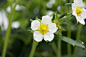 strawberry-flower-1719331_1280