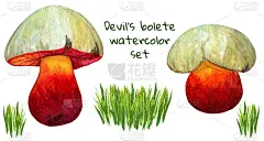 魔鬼bolete水彩画集蘑菇和草束