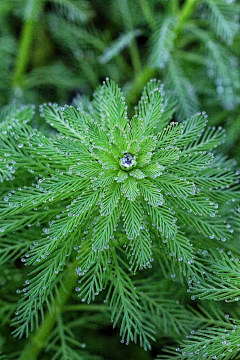 清翎er采集到花草/花器