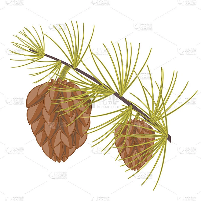 针叶树的分枝素材-花瓣网
