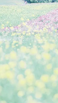 小清新 精选清新手机壁纸 640x1136 