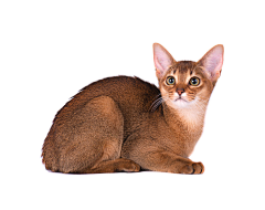 阿狸lililili采集到猫 狗 png 白底