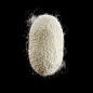 cocoon-of-silk-science-photo-library.jpg (899×900)