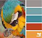 macaw hues