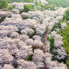 刘小二的2采集到花树林植物