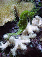 Green sea horse