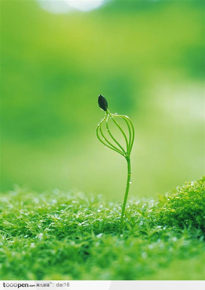 绿芽生命-露珠与嫩芽