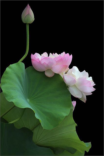 莲花