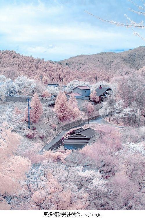 在奈良吉野山，盛开的樱花，日本