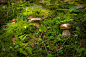 秋天在森林里生长的一群蘑菇。