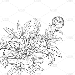 执笔绘佳人采集到线稿-黑白速写-插画花卉