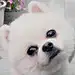 阿多很乖