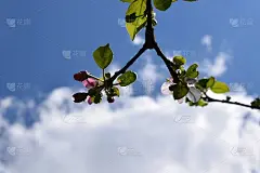 开花的果树前，蓝天白云