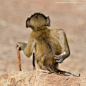 2020 Finalists :: Comedy Wildlife Photography Awards - Conservation through Competition