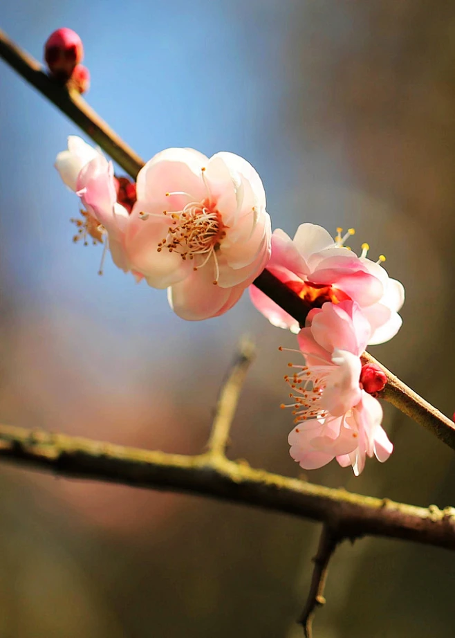 梅-花瓣网