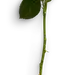 一支玫瑰花