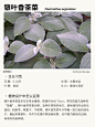本期更新： #金鱼草#锥花福禄考#金盘凤尾蓍#银叶香茶菜#地被植物