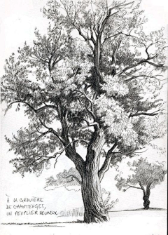 桃花扇美人笑采集到插画教程