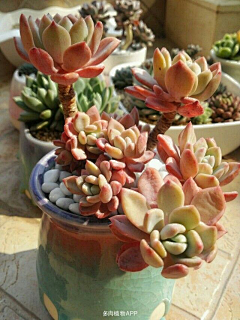 精神病人欢乐多采集到花花世界
