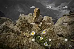 山 美丽的花朵 花 阿尔卑斯山 高山花 自然 山花 花壁纸 夏天