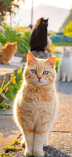 青青子金GL采集到猫咪