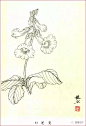 姜毅然白描花卉集，喜欢拿去！