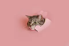 点击来源直接获取大图文件 |Happy cat looks in a hole on a pink paper background. A torn studio background and a cat with green eyes peeking through it, copy space