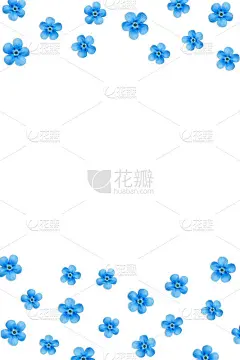 白色背景上孤立的蓝色小花。副本的空间。