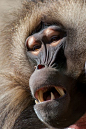Gelada Baboon - Gelada Baviaan