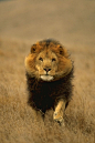 Lion | Lions