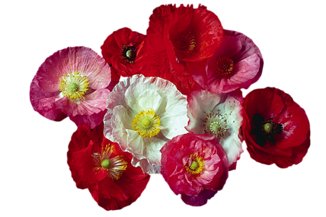 类png透明素材293p※※※※_ps吧_百度贴吧花朵175588835同采自tieba