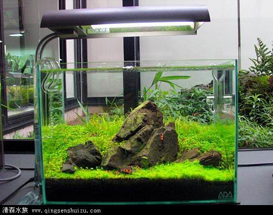 水族箱 造景的搜索结果_百度图片搜索