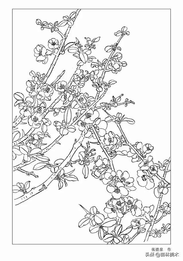 分享 | 9种花卉的各形态白描图 值得收...