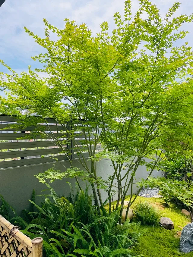 杂木庭院·鸡爪槭 - 小红书-花瓣网