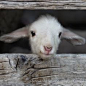 Baby goat #LIFECommunity #Favorites From Pin Board #14