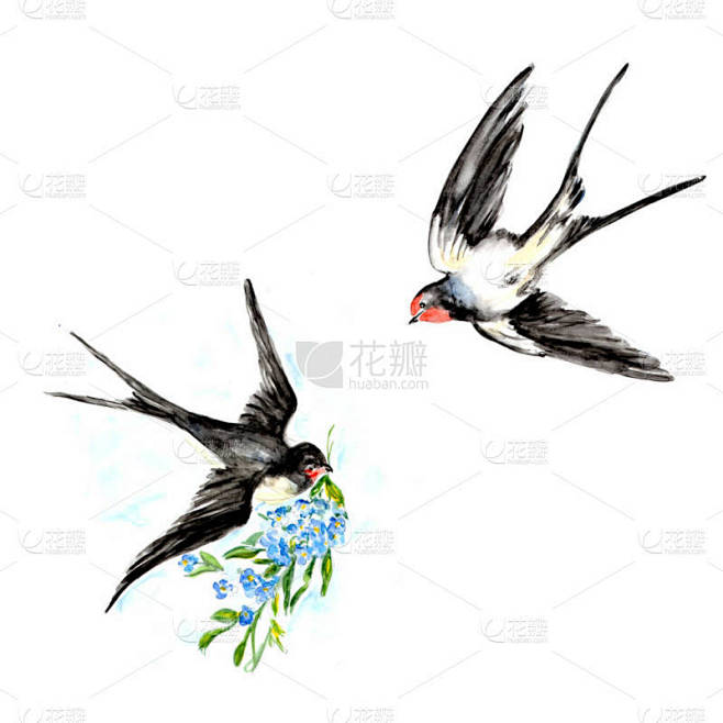 燕鸟水彩画素描艺术图解