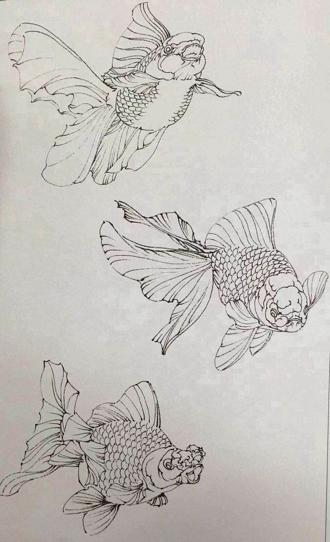 白描金鱼的画法