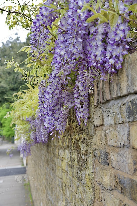紫色/紫色的花盛开在石墙上