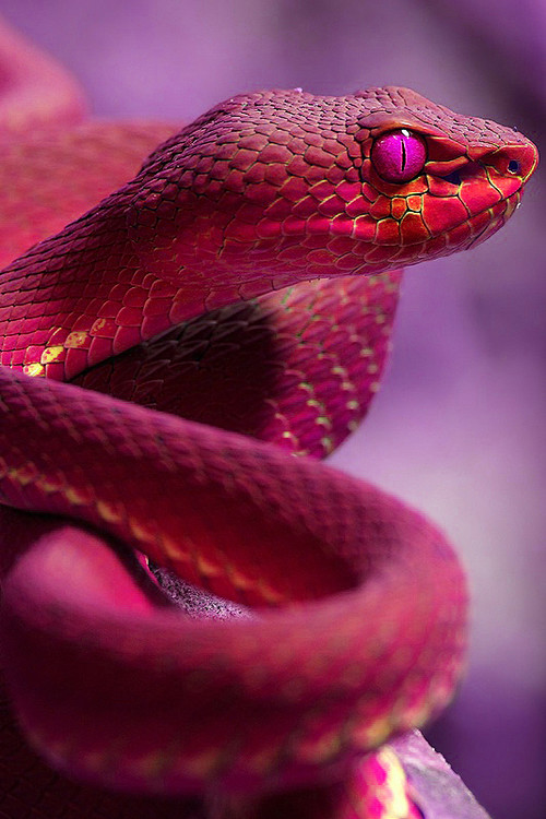 ^ 蛇