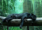jaguar totem | black jaguar | ☆ Her Totems ☾